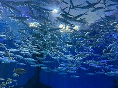 -海合安武汉极地海洋公园