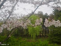 -高东镇樱花园