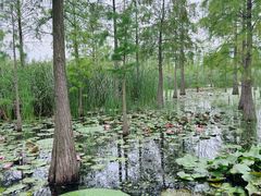 -池杉湖湿地公园