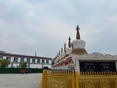 -塔尔寺-菩提树
