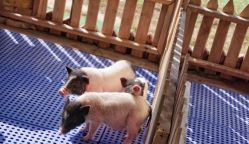 -萌宠亲子动物乐园(槐房万达店)