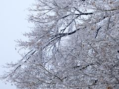 -梅花山(明孝陵内)
