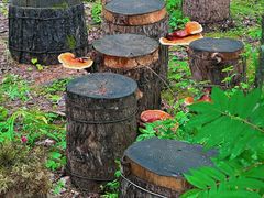 -峡谷浮石林景区