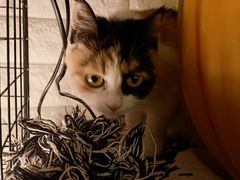 -平行世界·猫咖(首经贸店)