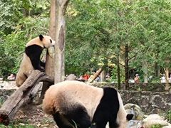 -都江堰中华大熊猫苑