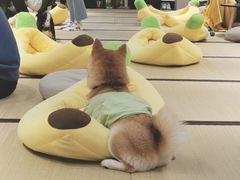 -逗柴咖啡屋·狗咖猫咖宠物桌游