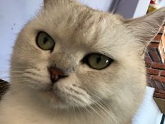 -喵屿·大理花园猫咖