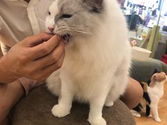 -猫冇咖·家门口的撸猫馆(大融城店)