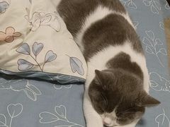 -欣宠猫屋·矮脚拿破仑·蓝金金渐层