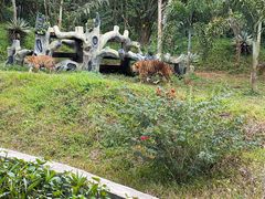 -海南热带野生动植物园