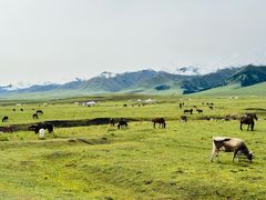 -新疆那拉提国家旅游度假区
