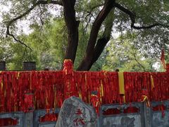 -大槐树寻根祭祖园