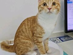 -艾贝尔宠物医院·24H转诊中心·肿瘤猫专科(江宁双龙店)