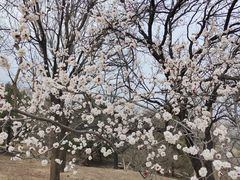 -北京西山国家森林公园