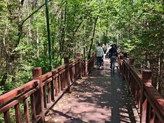 -汤旺河林海奇石景区
