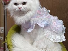 -MOCHA明星猫咖(田子坊店)