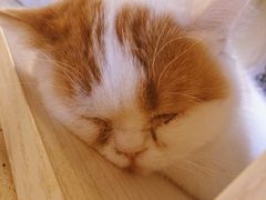 -Cappucimeow猫咪咖啡馆(韦伯时代店)