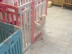 -柴犬小屋·柴餐厅·狗咖食堂(金鼎广场店)