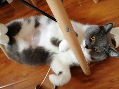 -伟伟宠物医院·瑞派猫友好医院·猫科(光谷店)