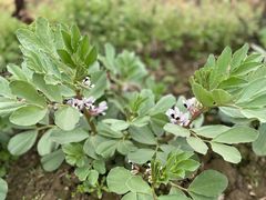 -胜丰草莓采摘园