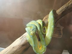 -上海大自然野生昆虫馆
