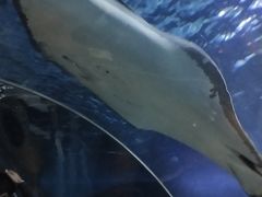 -石家庄海洋公园
