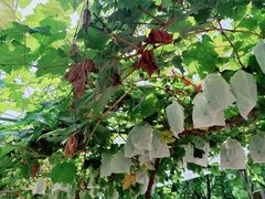 -马陆小张葡萄园农家乐