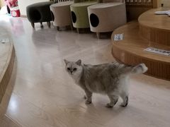 -猫和宫(六道口店)