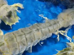 濑尿虾-黄沙水产交易市场