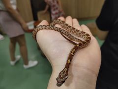 -藦茜花园宠物主题亲子互动体验馆(国顺东路店)