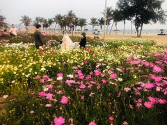 -玫瑰海岸文化旅游度假区