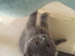 -鼓捣猫呢主题猫咖店