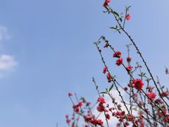 -南国桃园旅游度假区