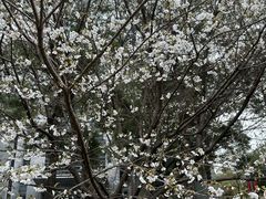 -同济大学(嘉定校区)