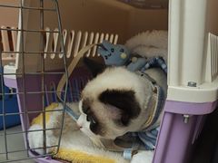 -瑞派康怡24h宠物医院·犬猫医疗中心·微创绝育(瑞景分院)