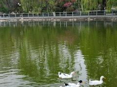-莲湖公园