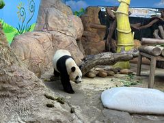 -麒麟中餐厅·经典粤菜·地道菜式老字号(广州长隆酒店)