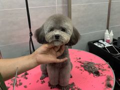 -宠福鑫康馨动物医院·骨科·眼科