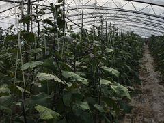 -庞各庄翠芳园西瓜蔬菜基地采摘园