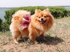 -丁香湖公园
