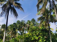 -中国科学院西双版纳热带植物园