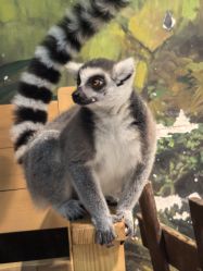 -Zoolung Zoolung动物主题公园(海信广场店)