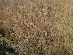 -敕勒川草原文化旅游区