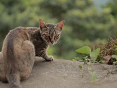 -东山风景区(洞庭东山)