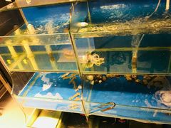 -臻鲜燕海鲜融合餐厅(金陵style店)