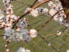 -桃花堤公园