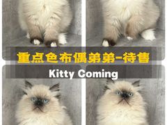 -小猫来了·猫舍(红山六九七九店)