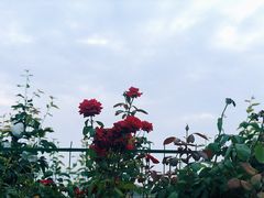 -呼吸森林·生态农庄农家乐私房菜