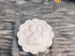 -读宠于你·约克夏比熊·睫角守宫·爬宠售卖(高新店)