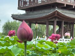 -白洋淀景区